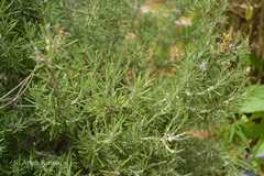 Rosmarinus officinalis